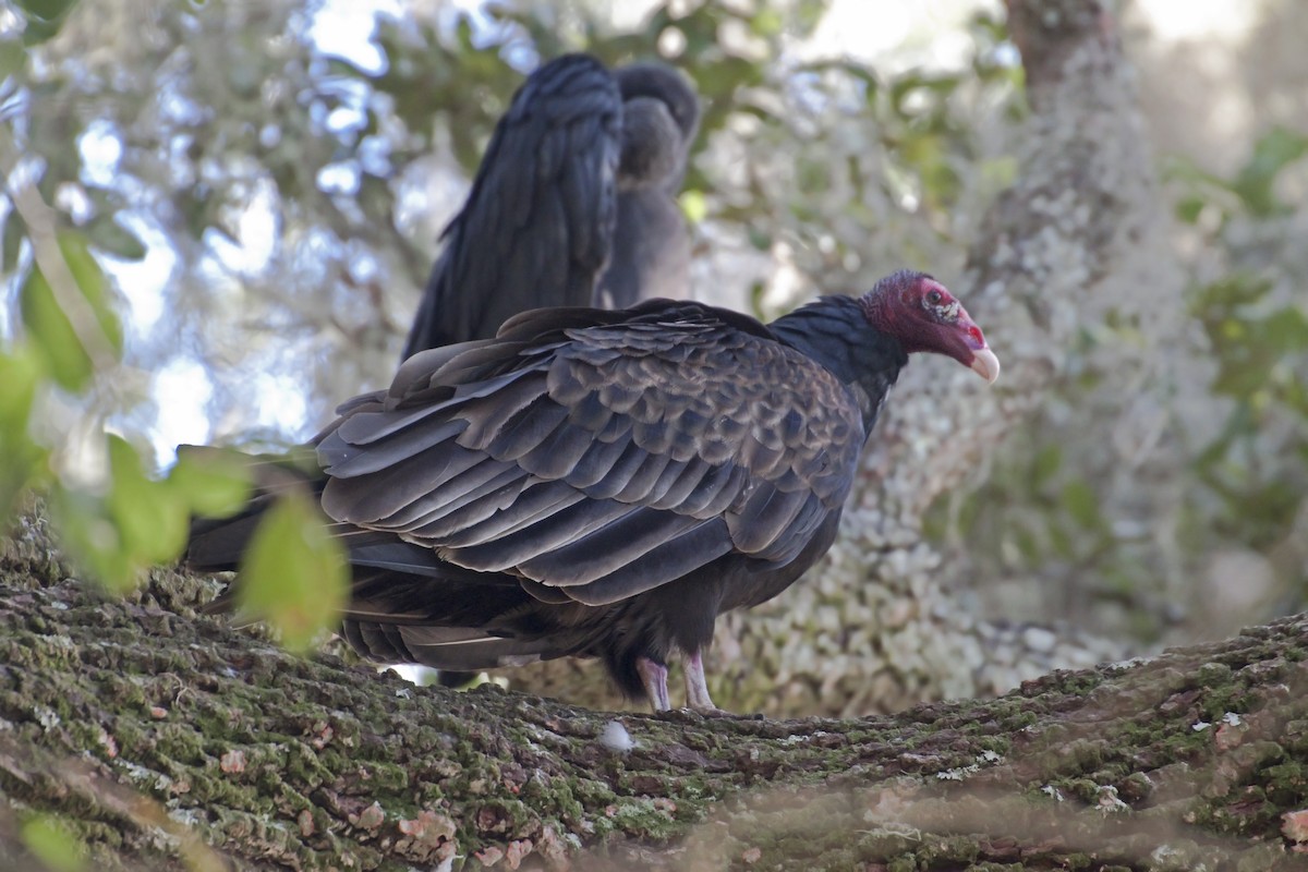 Turkey Vulture - Antonio Rodriguez-Sinovas
