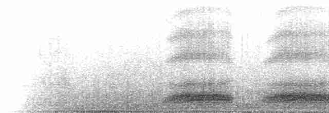 hvitbrystkråke - ML221451