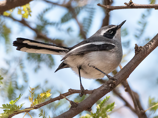 Fairy Flycatcher - eBird