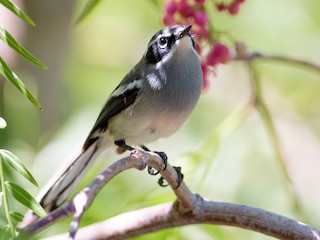 Fairy Flycatcher - eBird
