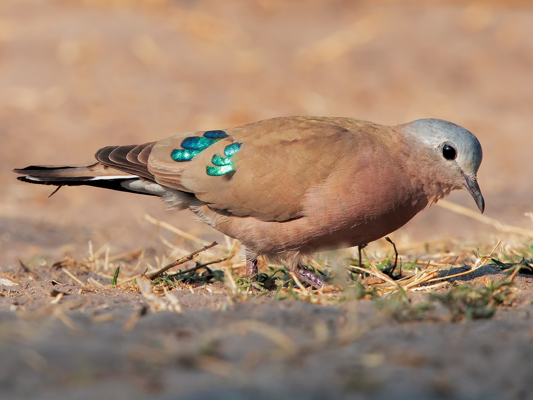 Emerald-spotted Wood-Dove - eBird
