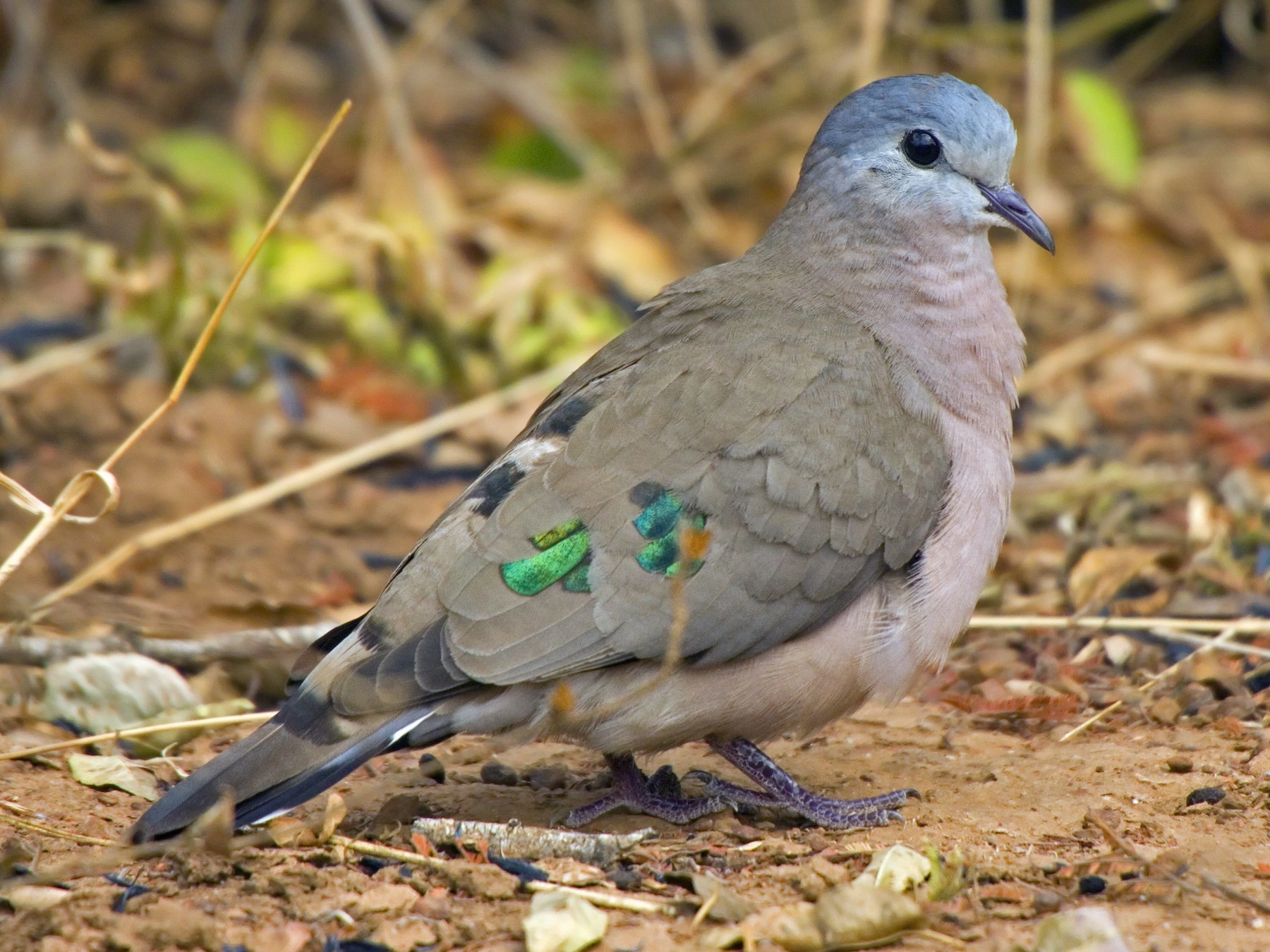 Emerald-spotted Wood-Dove - Antonio Rodriguez-Sinovas