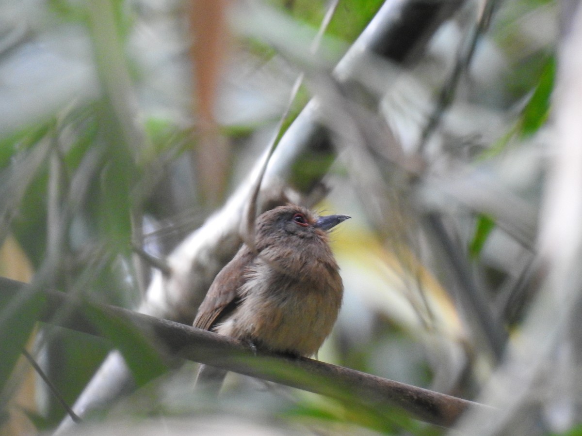 Fulvous-chinned Nunlet - ML221454451