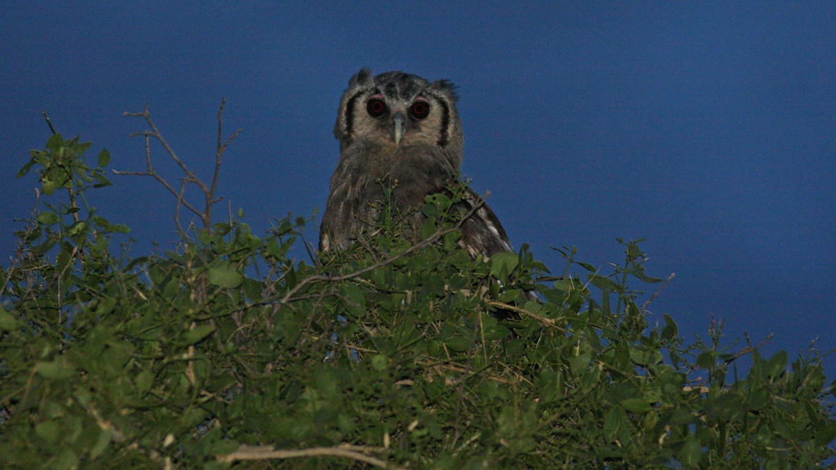Verreaux's Eagle-Owl - ML22145451