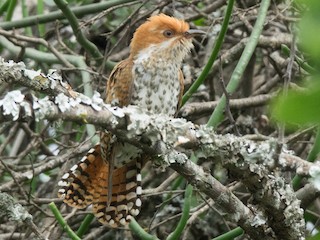  - Dideric Cuckoo