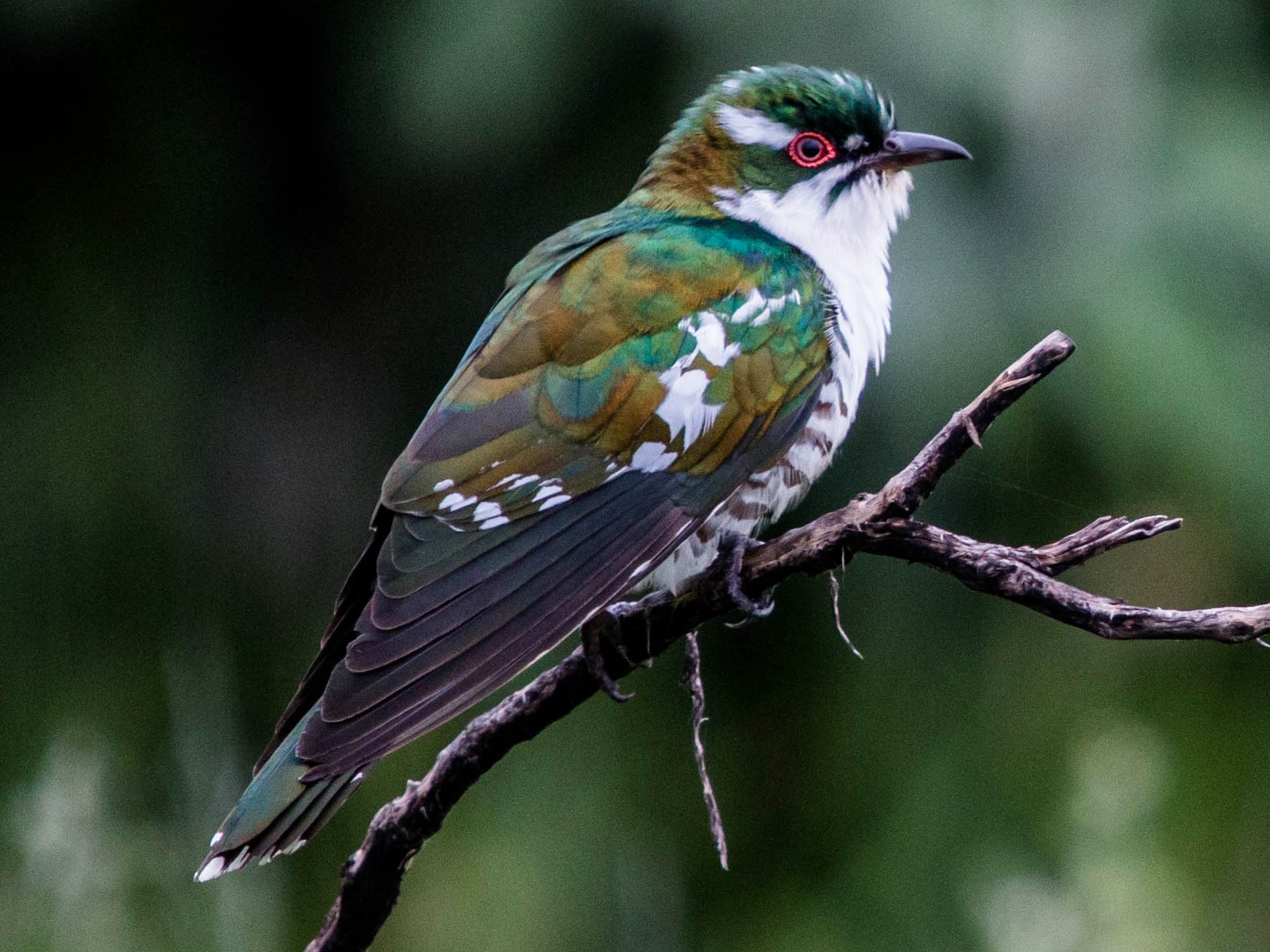 Dideric Cuckoo - Kevin Vande Vusse