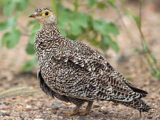 Bustards, Hemipodes, and Sandgrouse. Birds of Dry Places. by