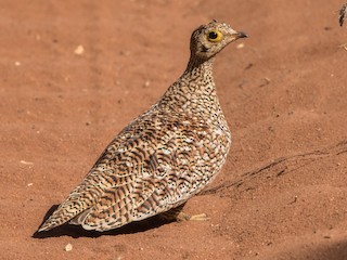 Female - Rudolph Oosthuizen - ML221461291