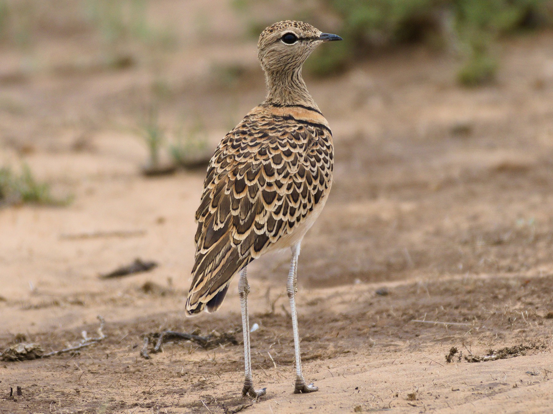 Double-banded Courser - Richard Gray