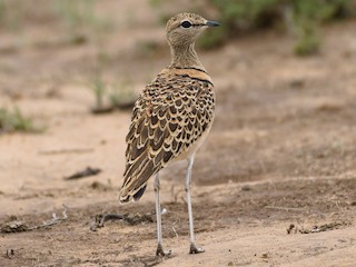  - Double-banded Courser