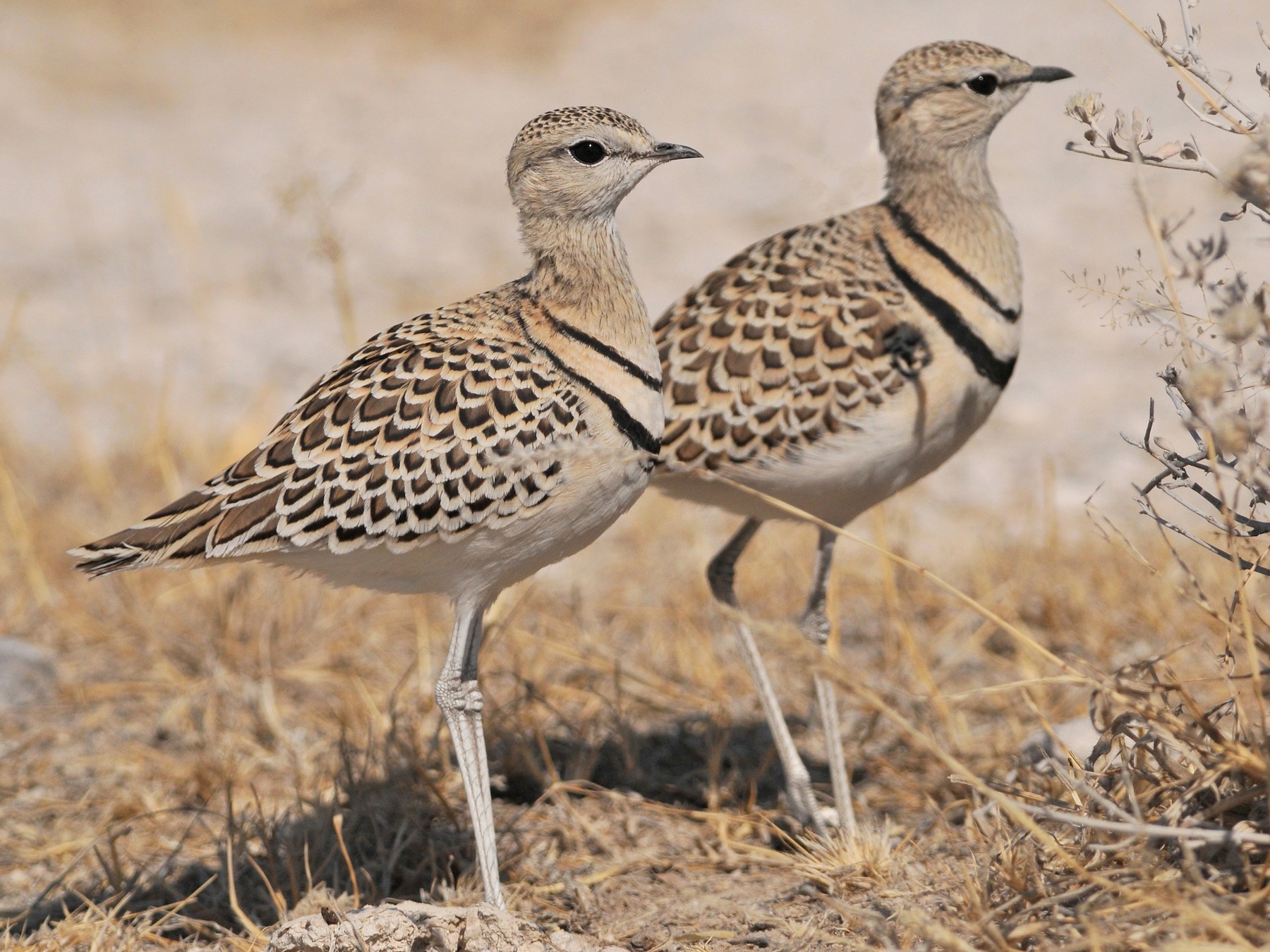 Double banded Courser eBird Taiwan