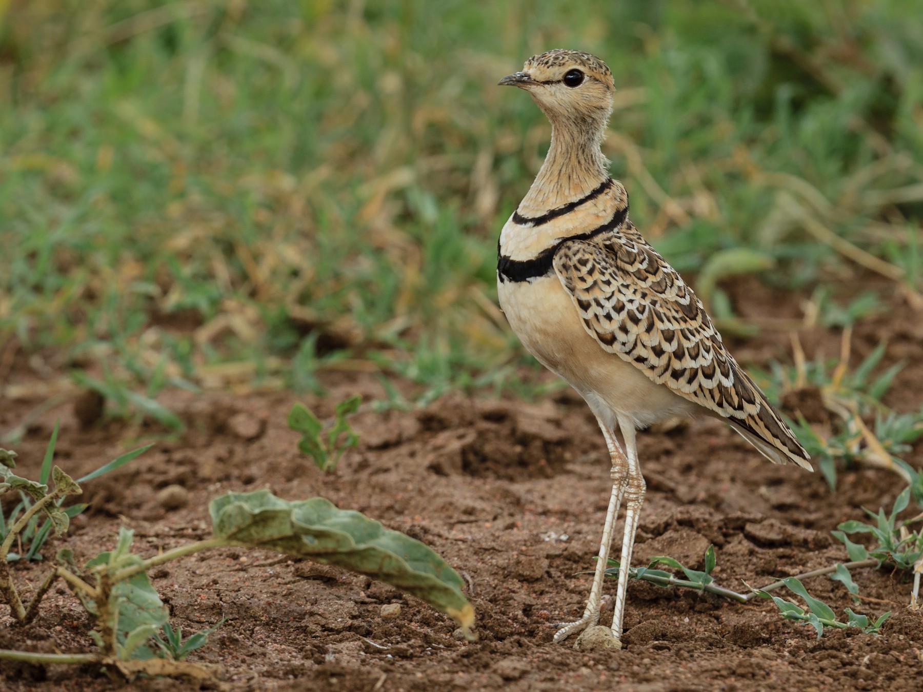 Double-banded Courser - Mariann Cyr