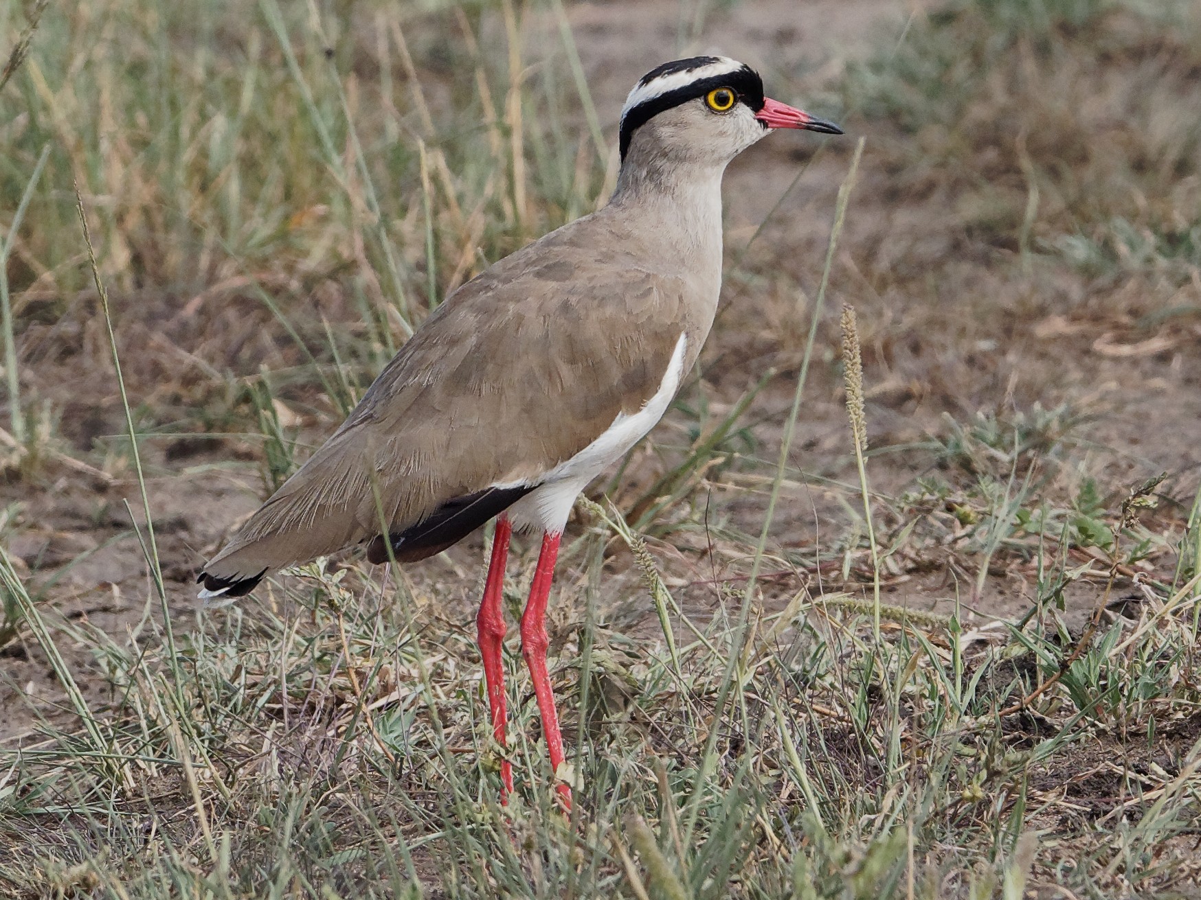 Crowned Lapwing - Vincent Wang