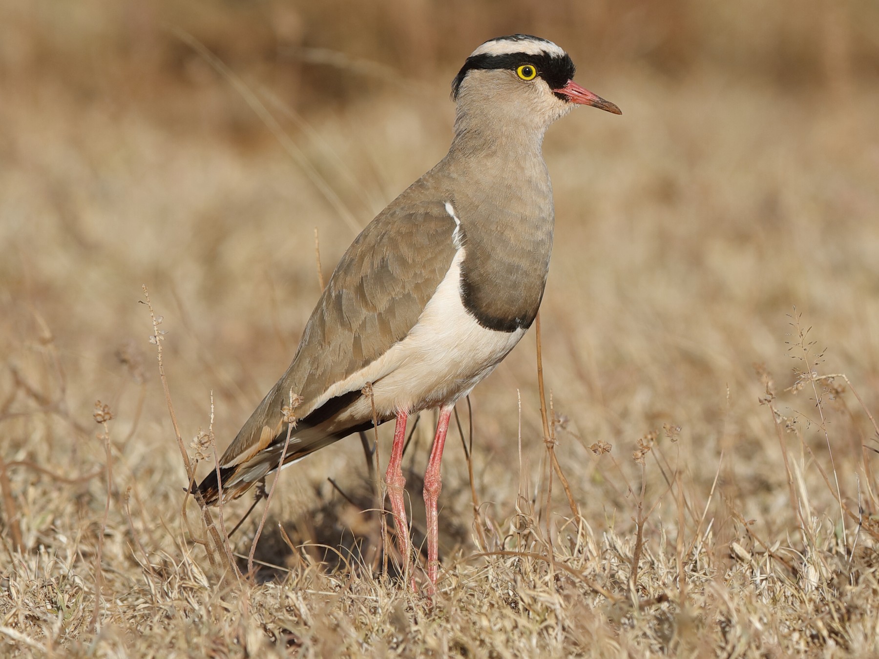 Crowned Lapwing - Holger Teichmann