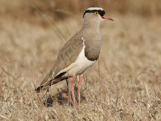  - Crowned Lapwing