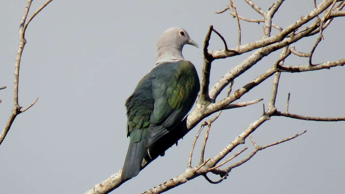 Green Imperial-Pigeon (Green) - Manu Santa-Cruz