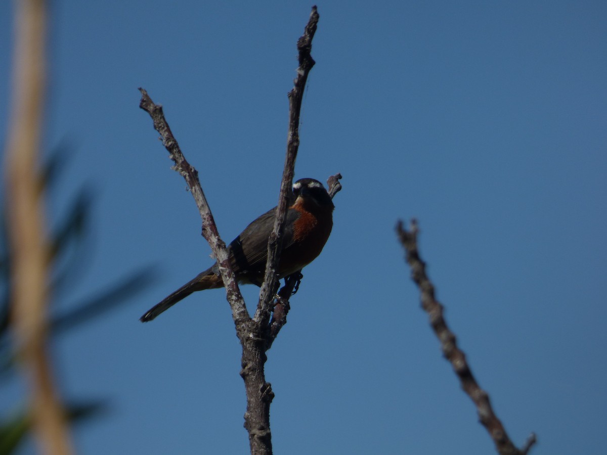 Black-and-rufous Warbling Finch - ML22146951
