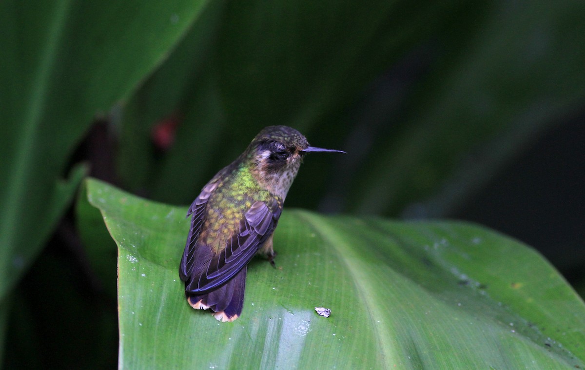 Speckled Hummingbird (melanogenys Group) - Jay McGowan