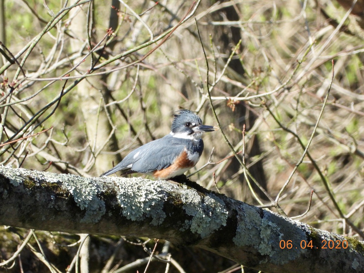 Belted Kingfisher - ML221477321