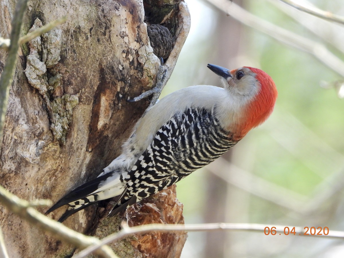 Red-bellied Woodpecker - ML221477441