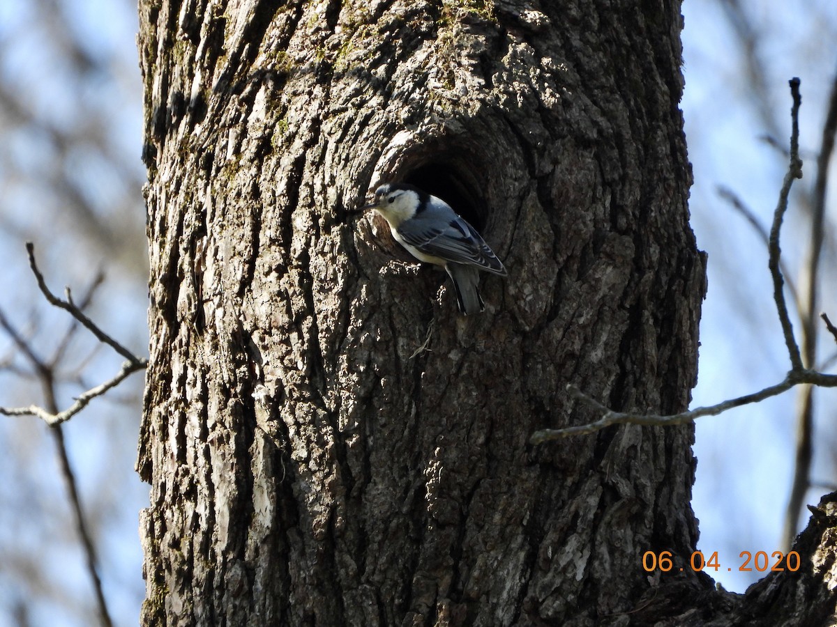 White-breasted Nuthatch - ML221477751