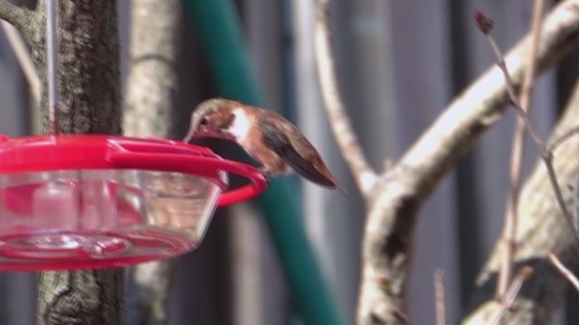 Rufous Hummingbird - ML221480361