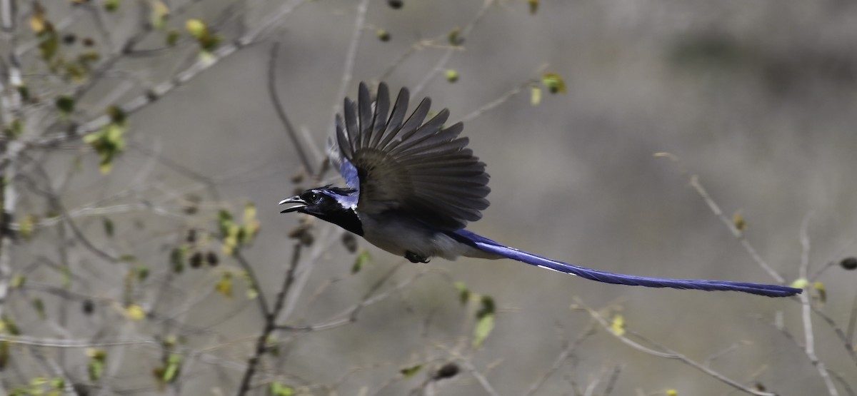 Black-throated Magpie-Jay - ML221480871