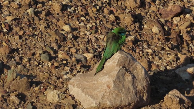 Arabian Green Bee-eater - ML221483691