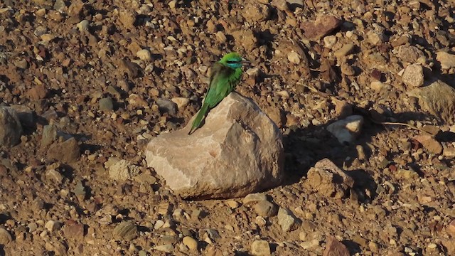 Arabian Green Bee-eater - ML221483831