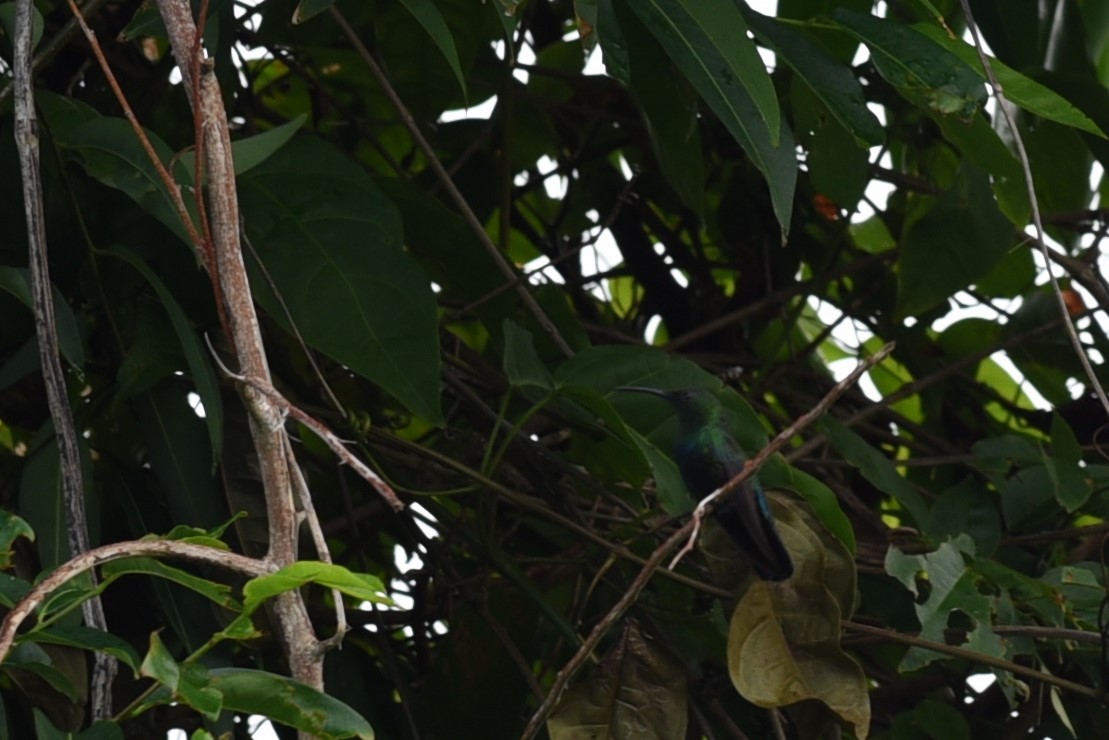 Зеленогрудый колибри - ML221484071