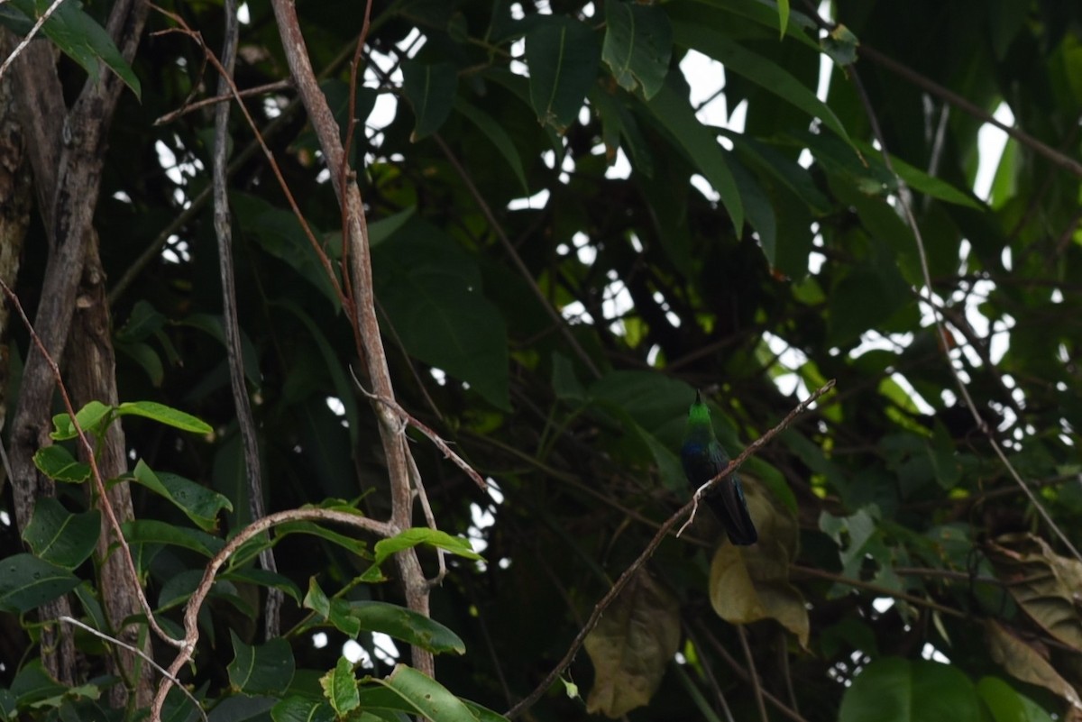Зеленогрудый колибри - ML221484081