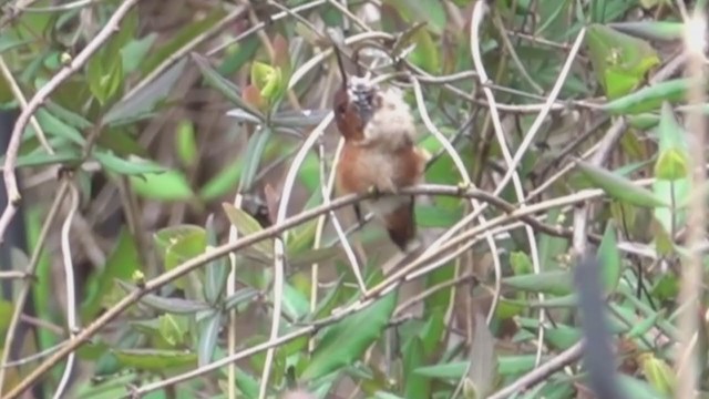 Rufous Hummingbird - ML221484561