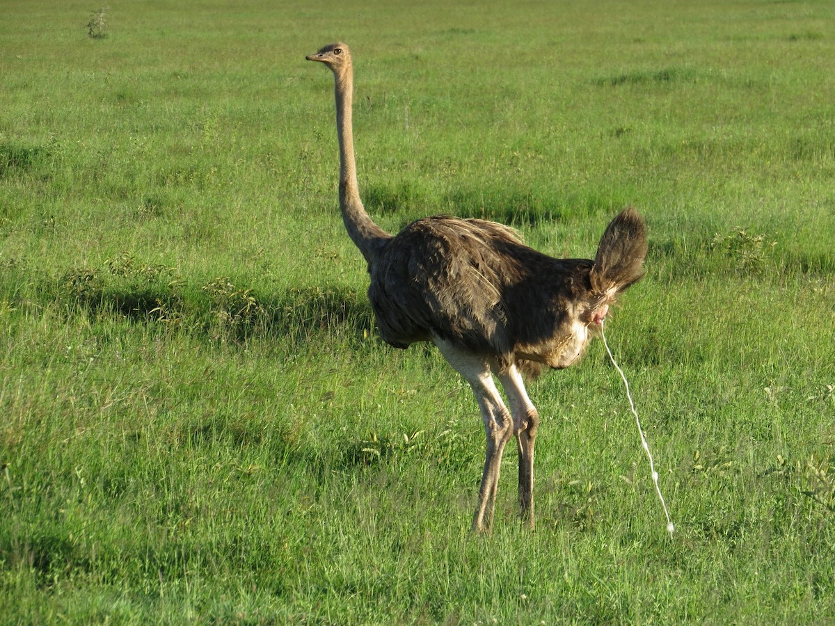 Африканский страус - ML22148491
