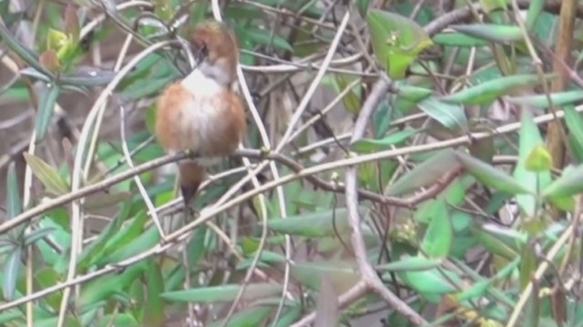 Rufous Hummingbird - ML221484941