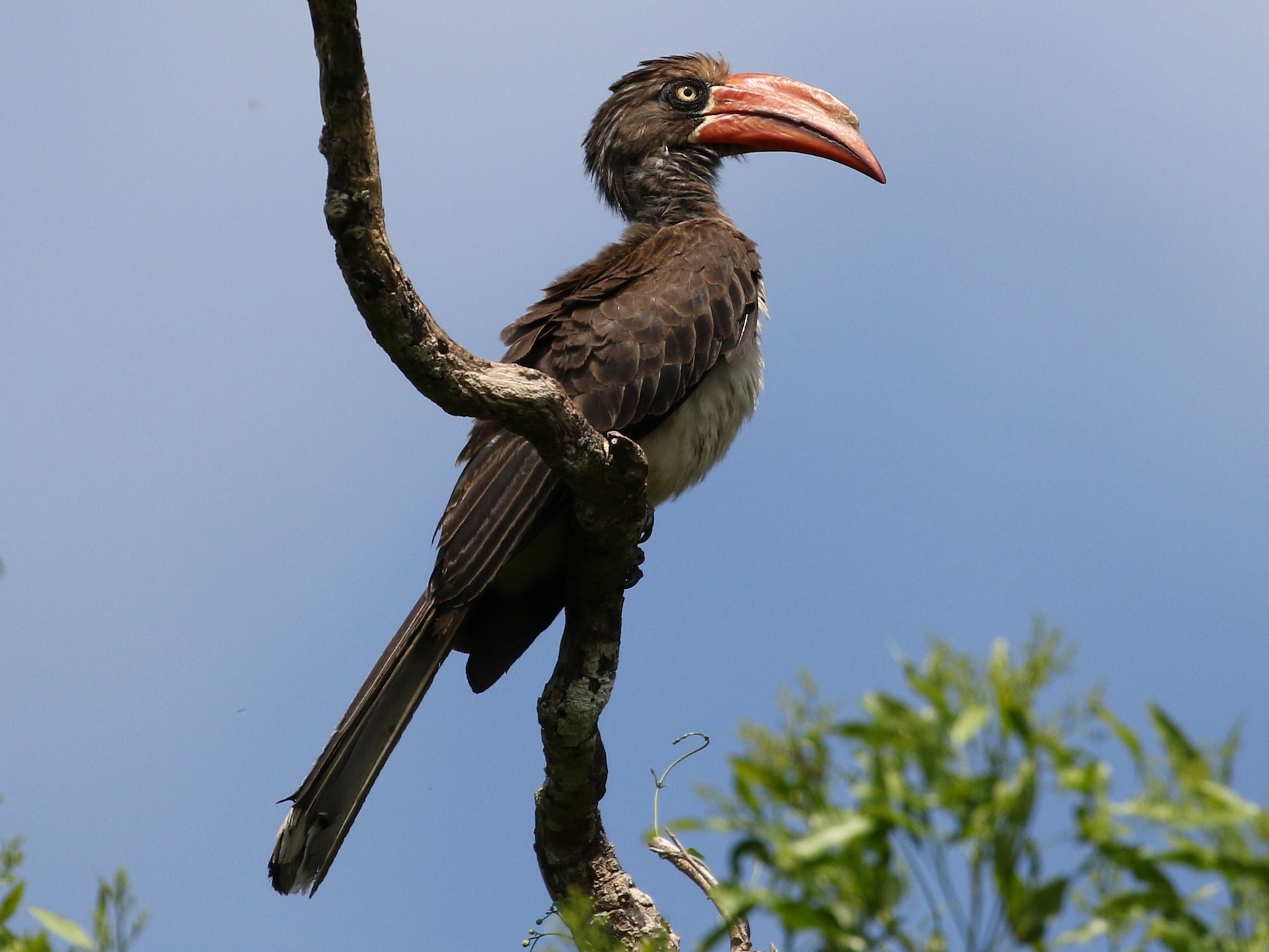 Crowned Hornbill - eBird