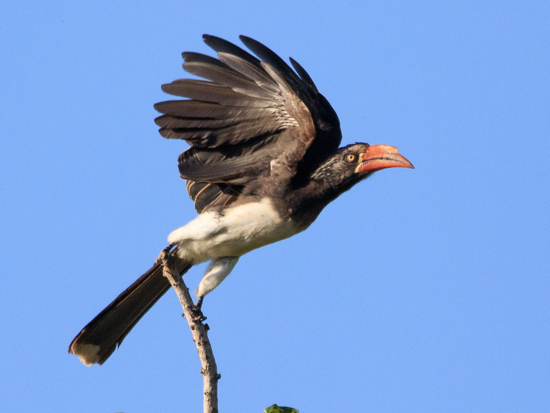 Crowned Hornbill - Alistair Walsh