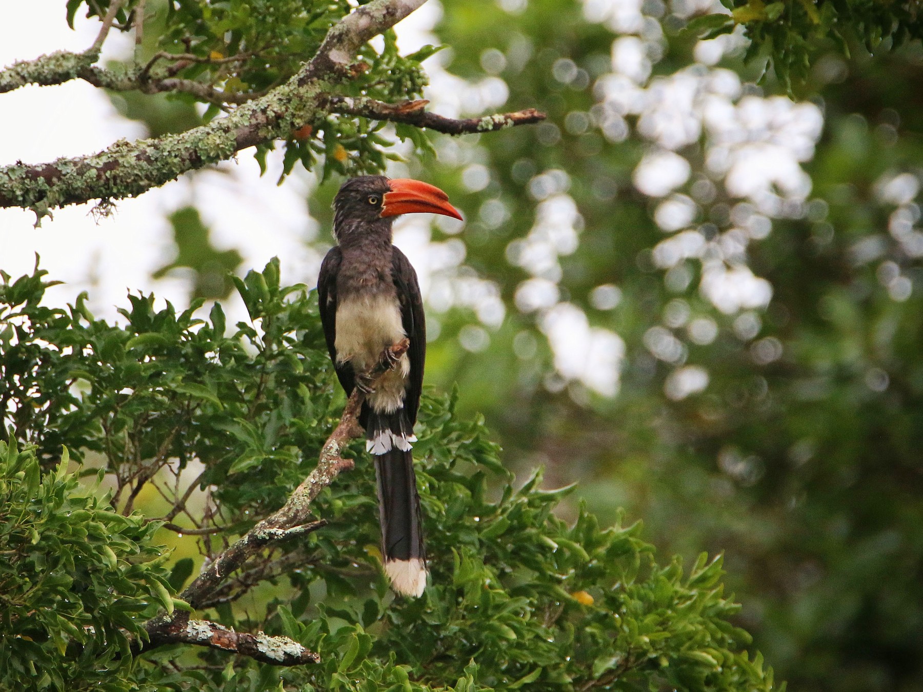 Crowned Hornbill - Anonymous
