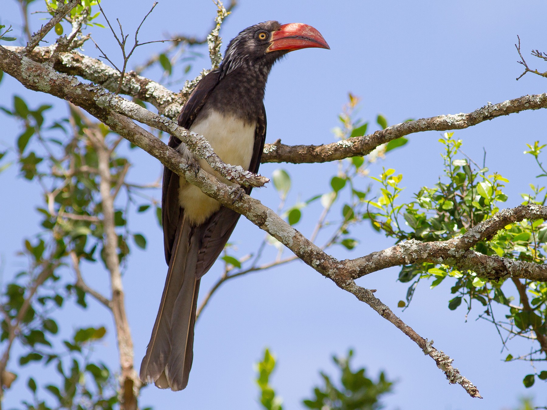 Crowned Hornbill - Chris Sayers
