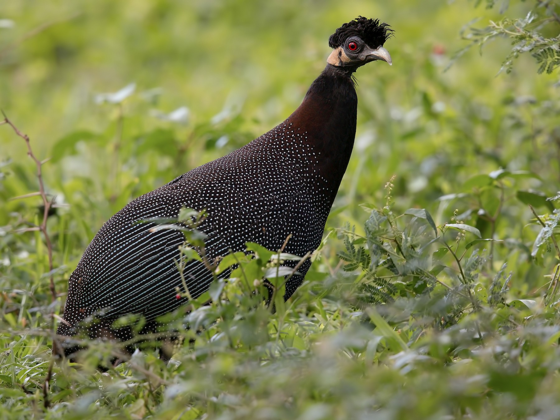 crested guineafowl sp. - Marco Valentini