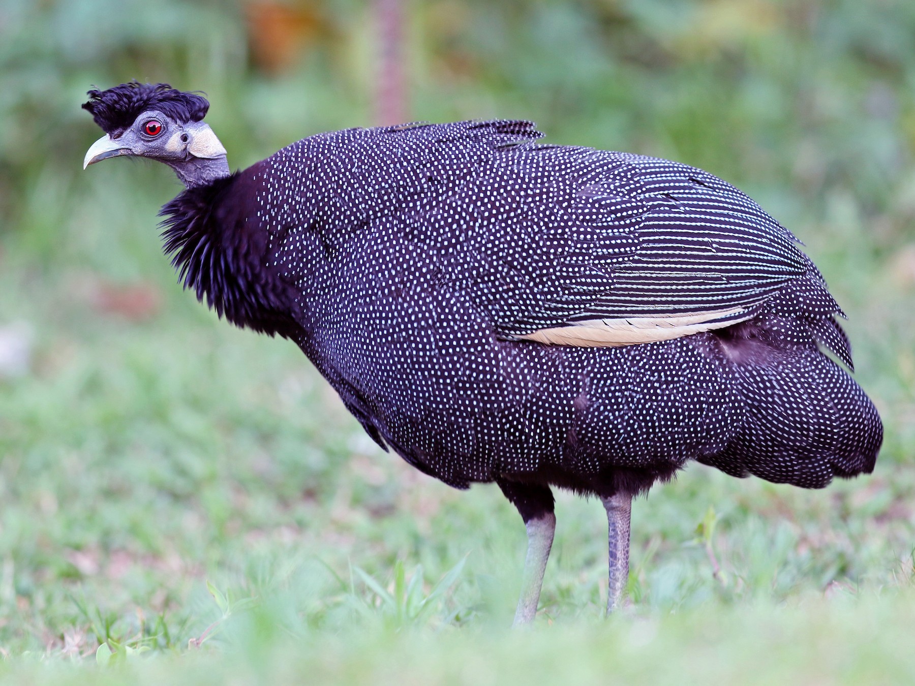 crested guineafowl sp. - Volker Hesse