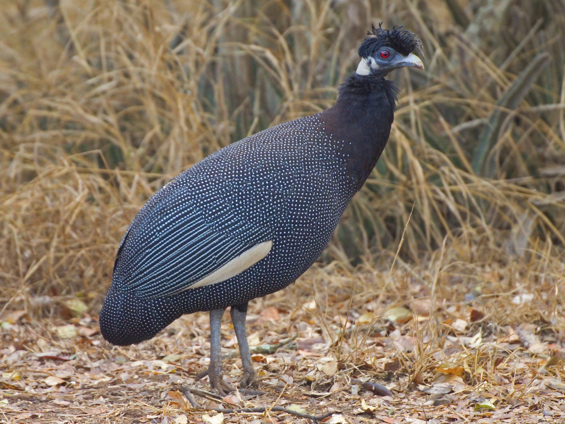 Southern Crested Guineafowl - eBird