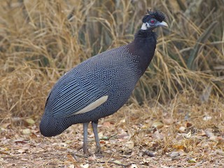  - Southern Crested Guineafowl