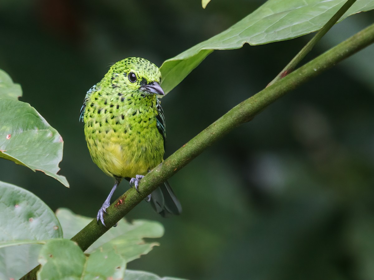 Yellow-bellied Tanager - ML221496511