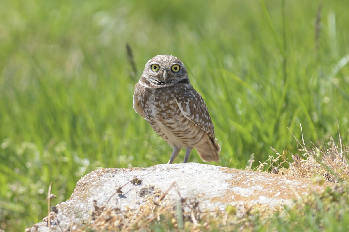 Burrowing Owl - Mike Charest