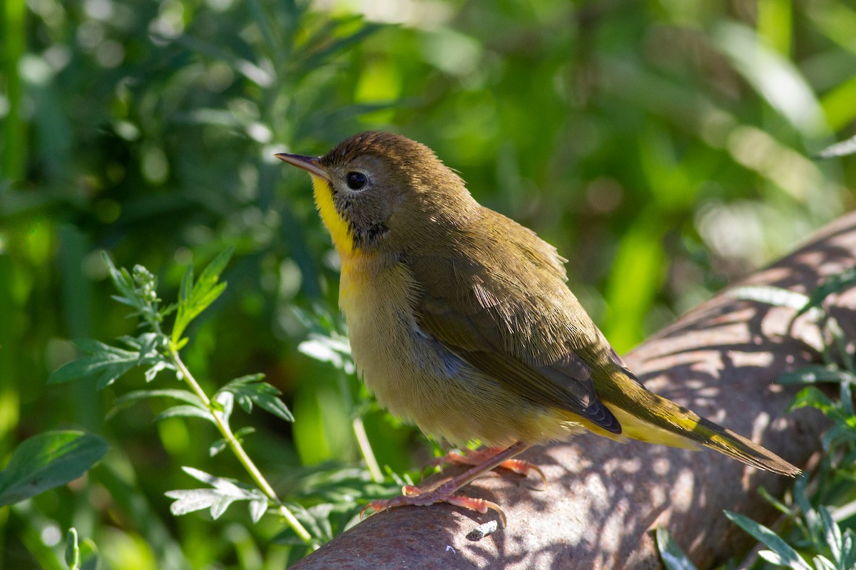 Common Yellowthroat - Louis Bevier