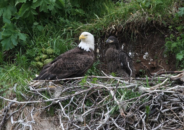 Ground nest. - Bald Eagle - 