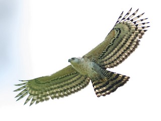 Молодая птица - Richard Webber - ML221500461