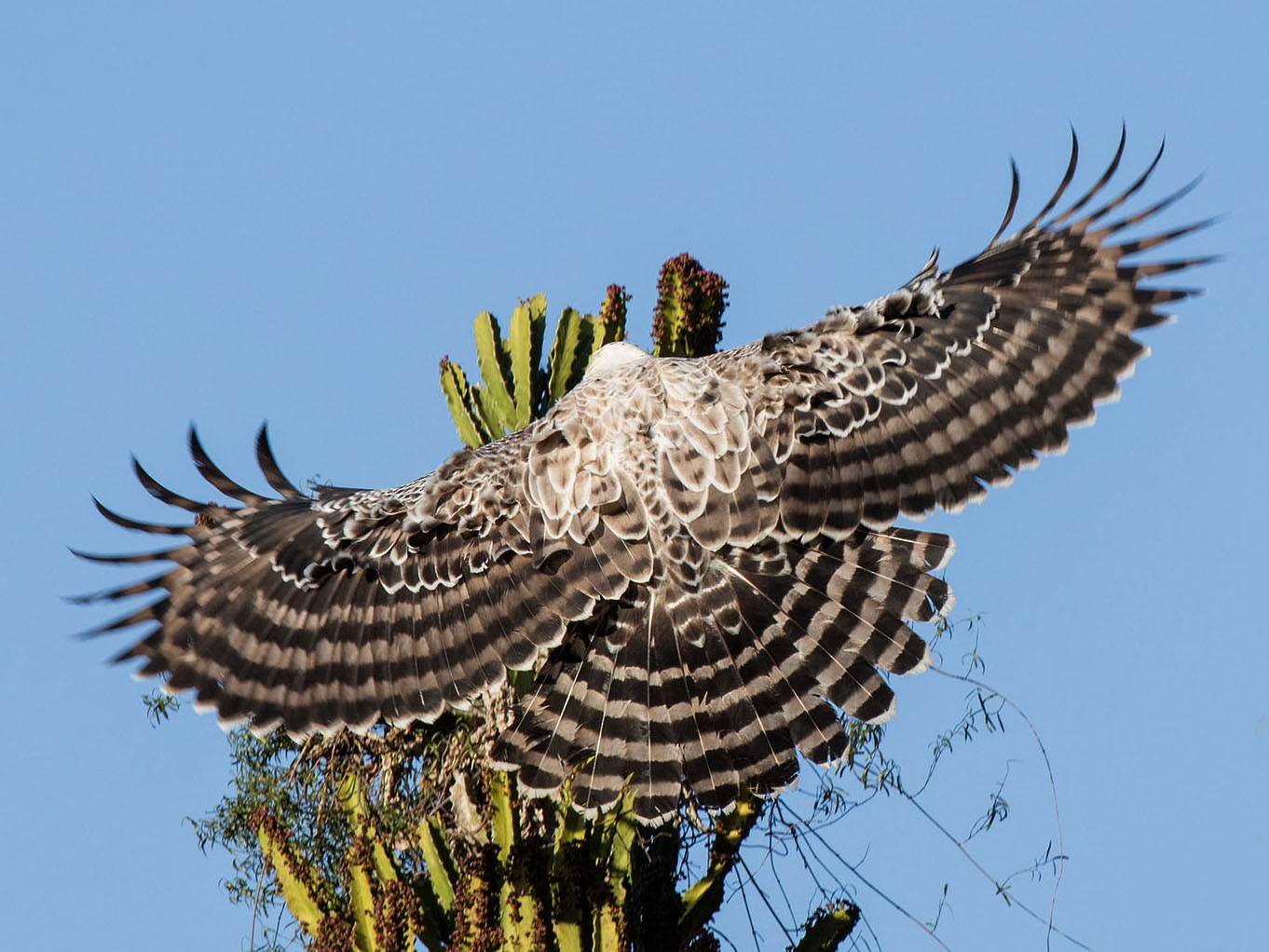 Crowned Eagle - Bruce Ward-Smith