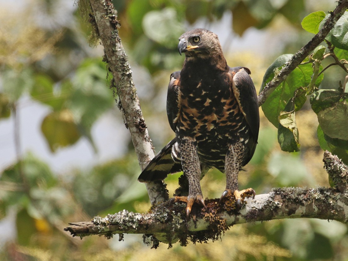 crowned eagle