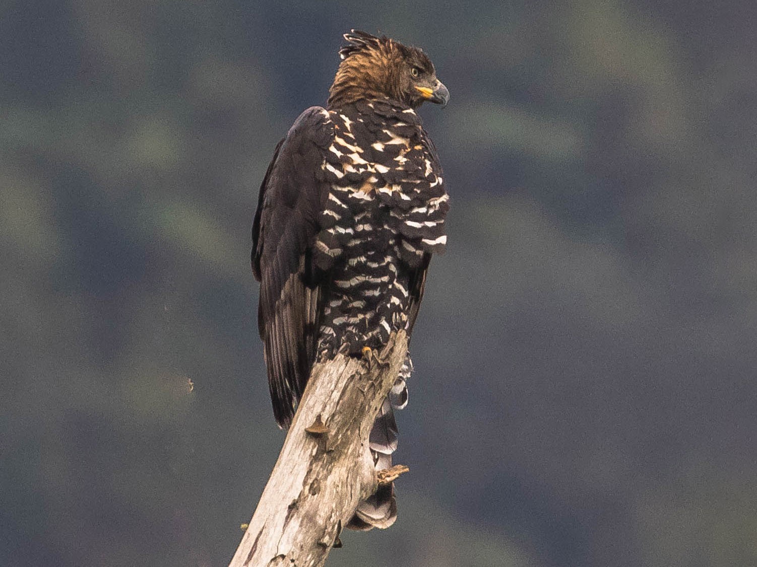 crowned eagle